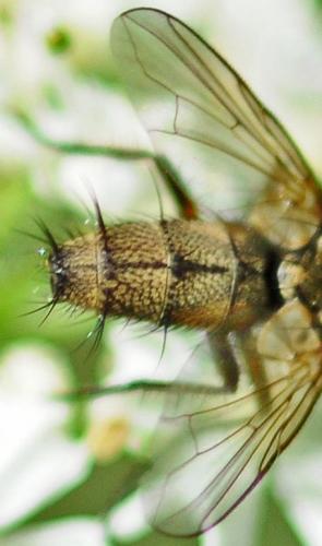 Solieria pacifica